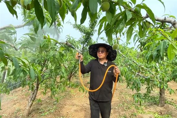 怎么防治桃子褐腐病，清理僵果、病枝可减少病菌侵染来源