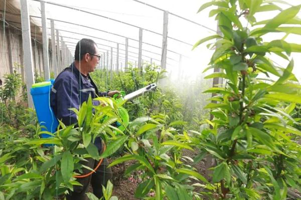 怎么防治桃子褐腐病，清理僵果、病枝可减少病菌侵染来源