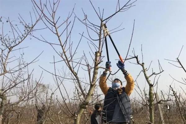 怎么防治桃子褐腐病，清理僵果、病枝可减少病菌侵染来源