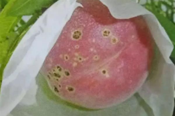 怎么防治桃子褐腐病，清理僵果、病枝可减少病菌侵染来源