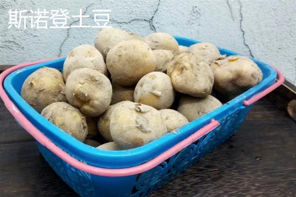 马铃薯的品种有哪些，常见的有红皮土豆、夏波蒂土豆等