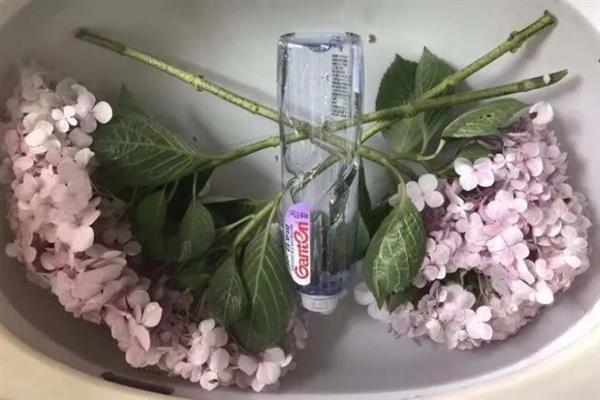 绣球花怎么醒花，需选择容积较大的木桶作为容器