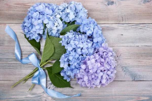 绣球花怎么醒花，需选择容积较大的木桶作为容器