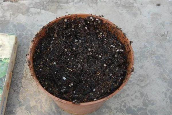 郁金香怎么种植，每天接受8小时以上的光照