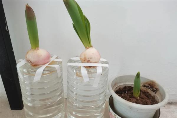 郁金香怎么种植，每天接受8小时以上的光照