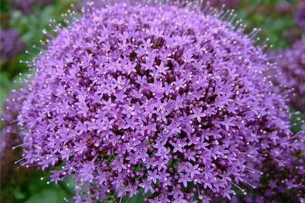 夕雾花的别名是什么,别名是喉管花、疗喉草等