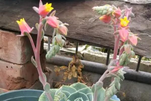 玉蝶会不会开花，玉蝶是会开花的