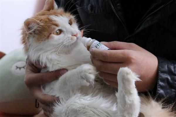 治疗猫癣何时才能不上药,长出新毛经过半个月左右便可停药