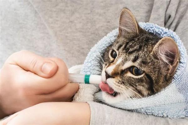 治疗猫癣何时才能不上药,长出新毛经过半个月左右便可停药