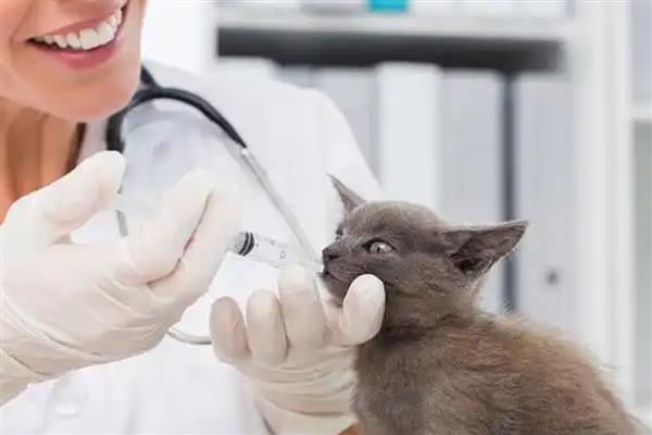 治疗猫癣何时才能不上药,长出新毛经过半个月左右便可停药