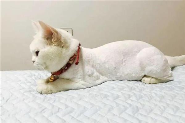 治疗猫癣何时才能不上药,长出新毛经过半个月左右便可停药