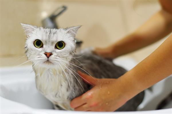 治疗猫癣何时才能不上药,长出新毛经过半个月左右便可停药