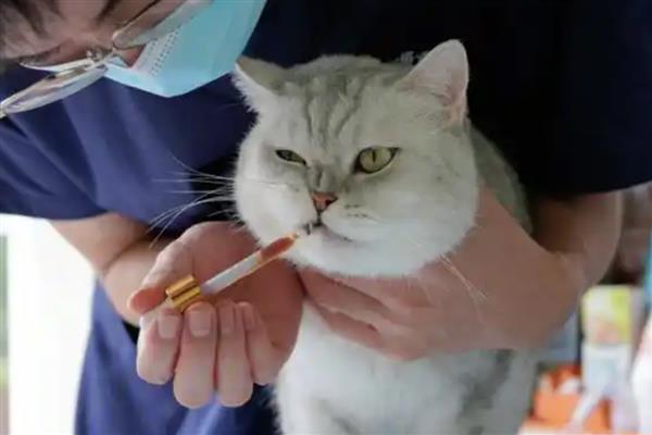 治疗猫癣何时才能不上药,长出新毛经过半个月左右便可停药