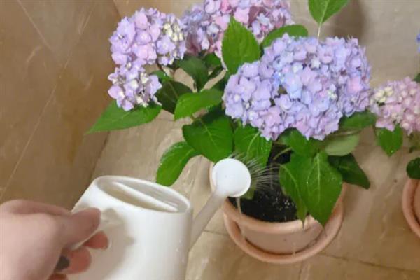 能否直接将水浇在绣球花上面，水分蒸发时会导致花朵枯萎