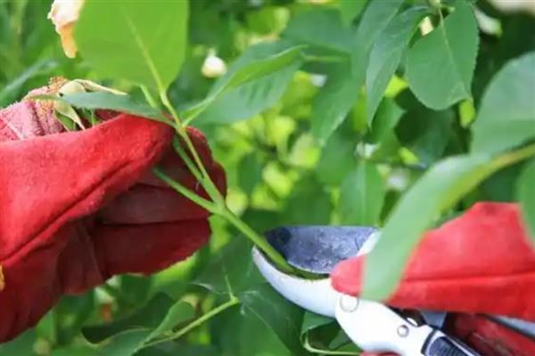 玫瑰花招虫子如何解决，喷施氧化乐果等药物可有效灭杀