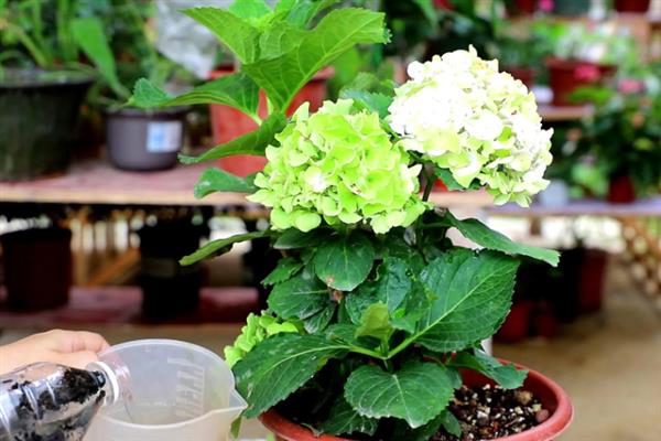 能否直接将水浇在绣球花上面，水分蒸发时会导致花朵枯萎