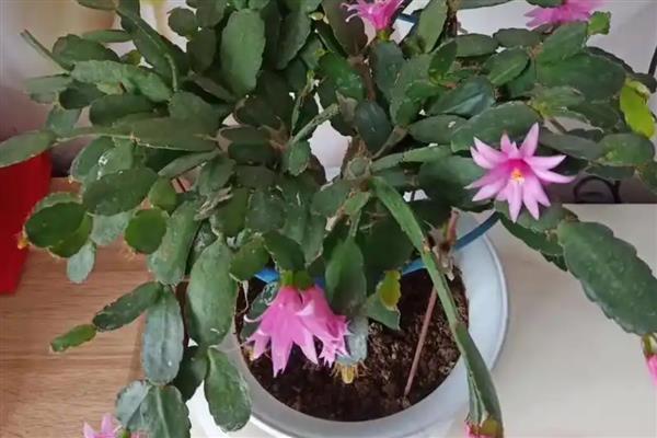 假昙花夏天可以浇水吗，长时间缺水会导致枝叶逐渐枯萎