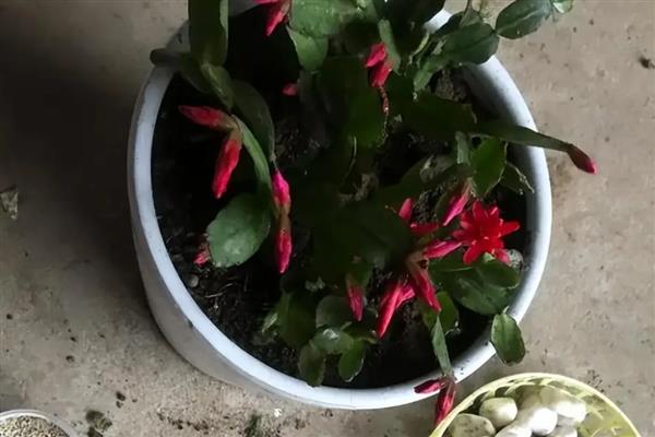 假昙花夏天可以浇水吗，长时间缺水会导致枝叶逐渐枯萎
