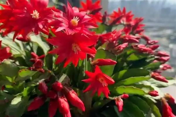 假昙花夏天可以浇水吗，长时间缺水会导致枝叶逐渐枯萎