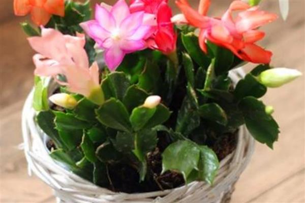 假昙花夏天可以浇水吗，长时间缺水会导致枝叶逐渐枯萎