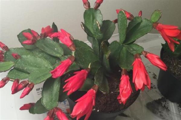 假昙花夏天可以浇水吗，长时间缺水会导致枝叶逐渐枯萎