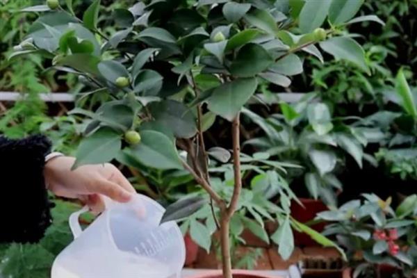 室内盆栽山茶花的浇水间隔，春秋季节每隔2-3天浇一次