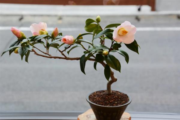 室内盆栽山茶花的浇水间隔，春秋季节每隔2-3天浇一次