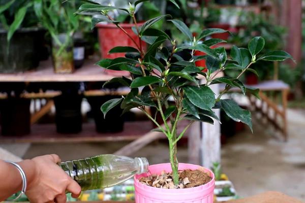 室内盆栽山茶花的浇水间隔，春秋季节每隔2-3天浇一次