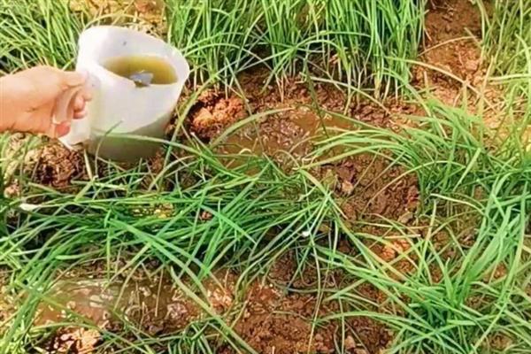 韭菜割完能不能立即浇水，经过3-5天才能补充水分