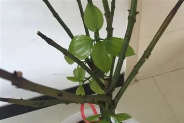 平安树只剩光杆如何处理，剪除烂根经过消毒后再换盆重栽