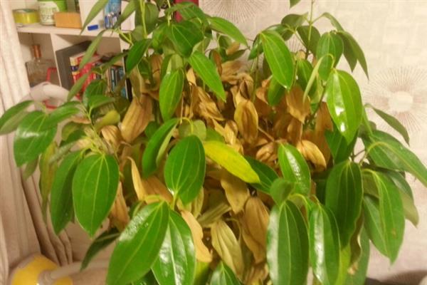 平安树只剩光杆如何处理，剪除烂根经过消毒后再换盆重栽