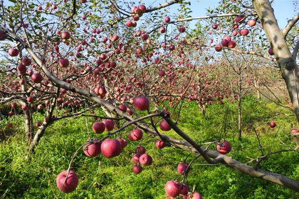 丑苹果的产地，四川、云南等地产的好吃