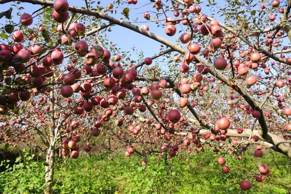 丑苹果的产地，四川、云南等地产的好吃