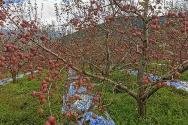 丑苹果的产地，四川、云南等地产的好吃