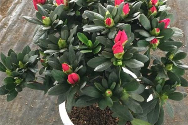 杜鹃花干叶子如何补救，需及时补充水分