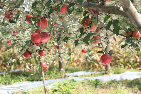 丑苹果的产地，四川、云南等地产的好吃