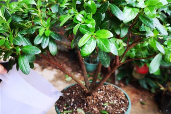 杜鹃花干叶子如何补救，需及时补充水分