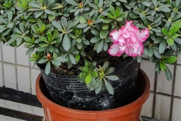 杜鹃花干叶子如何补救，需及时补充水分