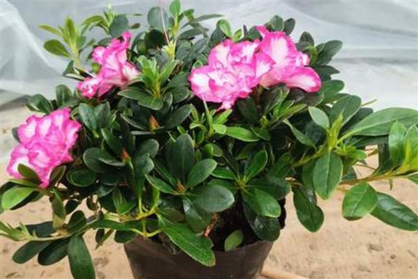 杜鹃花干叶子如何补救，需及时补充水分