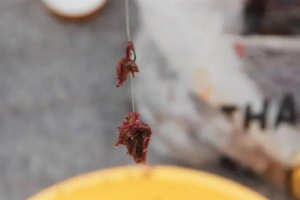 红虫饵料颗粒的挂钩方法，主要有单饵挂法、双饵挂法等4种方式