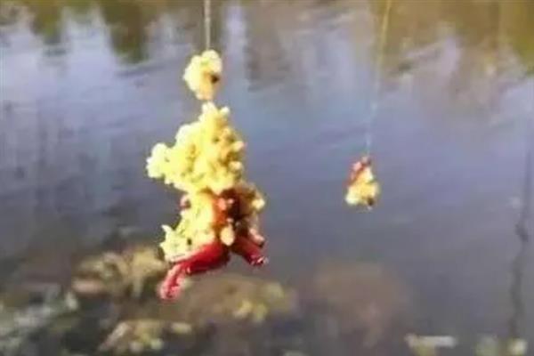 红虫饵料颗粒的挂钩方法，主要有单饵挂法、双饵挂法等4种方式