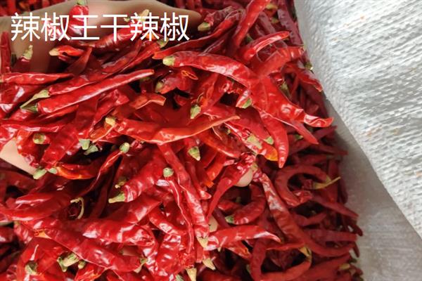 哪些辣椒品种可以赚钱，以下7个品种值得考虑