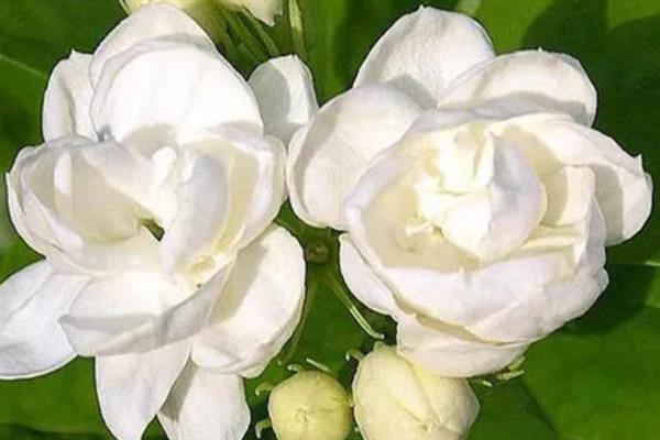 白色茉莉的花语，寓意喜爱之情、纯洁无暇等