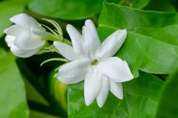 白色茉莉的花语，寓意喜爱之情、纯洁无暇等