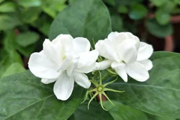 白色茉莉的花语，寓意喜爱之情、纯洁无暇等