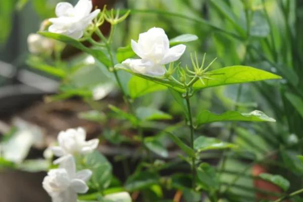 白色茉莉的花语，寓意喜爱之情、纯洁无暇等