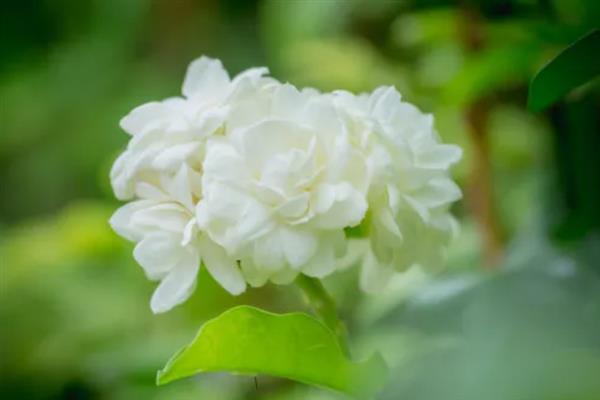 白色茉莉的花语，寓意喜爱之情、纯洁无暇等
