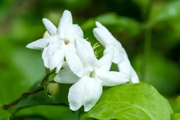 白色茉莉的花语，寓意喜爱之情、纯洁无暇等