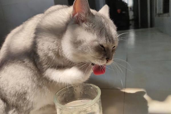 猫咪突然频繁喝水的原因，主要是发烧和各种疾病所致