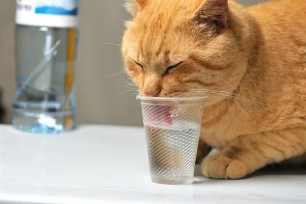 猫咪突然频繁喝水的原因，主要是发烧和各种疾病所致